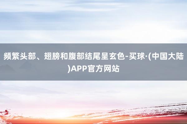 频繁头部、翅膀和腹部结尾呈玄色-买球·(中国大陆)APP官方网站